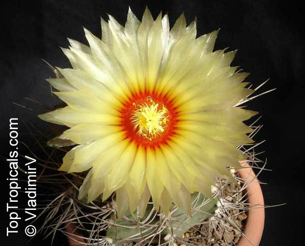 Astrophytum sp. , Star Cactus. Astrophytum senile