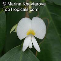 Baphia massaiensis, Jasmine Pea, Sand Camwood 

Click to see full-size image