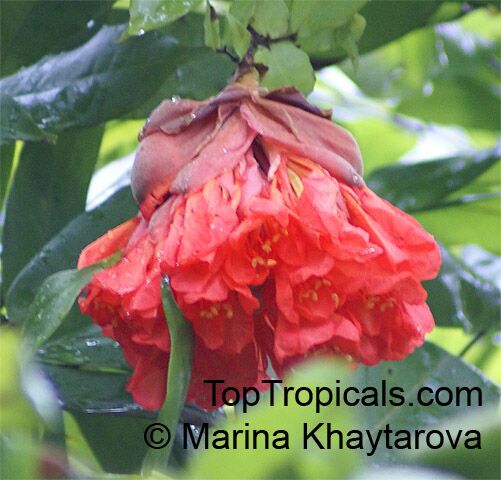 Brownea crawfordii, Rose of Venezuela
