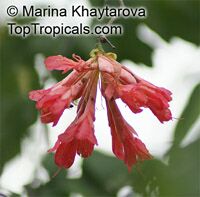 Brownea coccinea subsp. capitella, Brownea capitella, Rose of Venezuela, Scarlet Flame Bean

Click to see full-size image