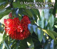 Brownea grandiceps, Rose of Venezuela, Scarlet Flame Bean

Click to see full-size image