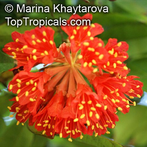 Brownea grandiceps, Rose of Venezuela, Scarlet Flame Bean