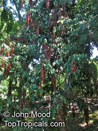 Browneopsis ucayalina , New Guinea Ghost Tree, Maroon Handkerchief

Click to see full-size image
