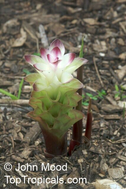 Curcuma sp., Turmeric, Siam Tulip