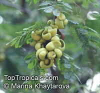 Caesalpinia coriaria, Diva-Diva, Divi-divi

Click to see full-size image