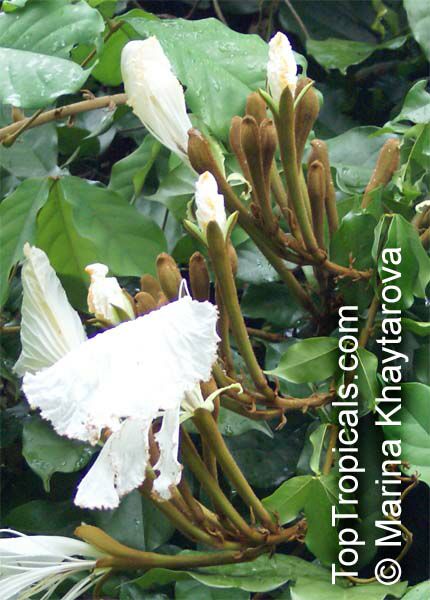 Camoensia scandens, Camoensia maxima , Climbing Camoensia
