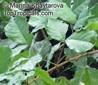 Camoensia scandens, Camoensia maxima , Climbing Camoensia

Click to see full-size image