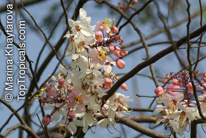 Cassia bakeriana, Dwarf Apple Blossom Tree, Pink Cassia, Pink Shower Cassia, Wishing-tree