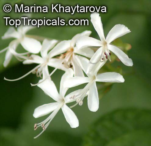 Clerodendrum calamitosum, White Butterfly Bush