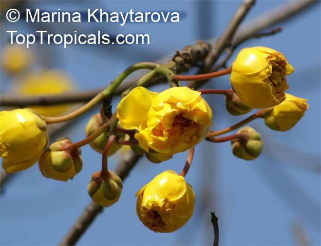 Cochlospermum regium, Yellow Cotton Tree 