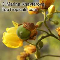 Cochlospermum religiosum, Cochlospermum gossypium , Silk Cottontree 

Click to see full-size image