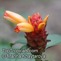 Costus productus, Costus

Click to see full-size image