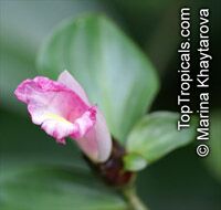 Costus tappenbeckianus , Spiral Ginger

Click to see full-size image