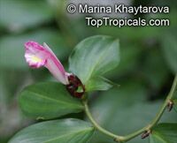 Costus tappenbeckianus , Spiral Ginger

Click to see full-size image