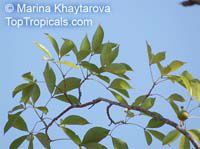 Crateva adansonii, Garlic Pear Tree, Three-leaf Caper, Obtuse Leaf Crateva

Click to see full-size image