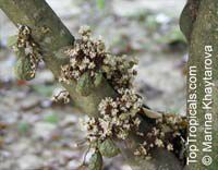 Cynometra cauliflora, Nam Nam

Click to see full-size image