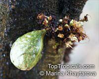 Cynometra cauliflora, Nam Nam

Click to see full-size image