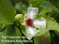 Dillenia philippinensis, Katmon, Philippine Elephant Apple, Philippines Simpoh

Click to see full-size image