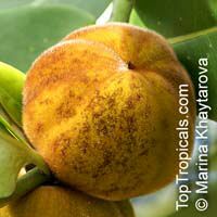 Diospyros blancoi, Diospyros discolor, Velvet Apple, Mabolo

Click to see full-size image