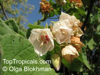 Dombeya burgessiae , Pink Wild Pear, Pink Dombeya, Tropical Hydrangea

Click to see full-size image