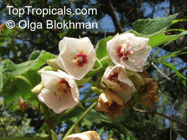 Dombeya burgessiae , Pink Wild Pear, Pink Dombeya, Tropical Hydrangea