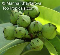 Duabanga grandiflora, Lampati

Click to see full-size image