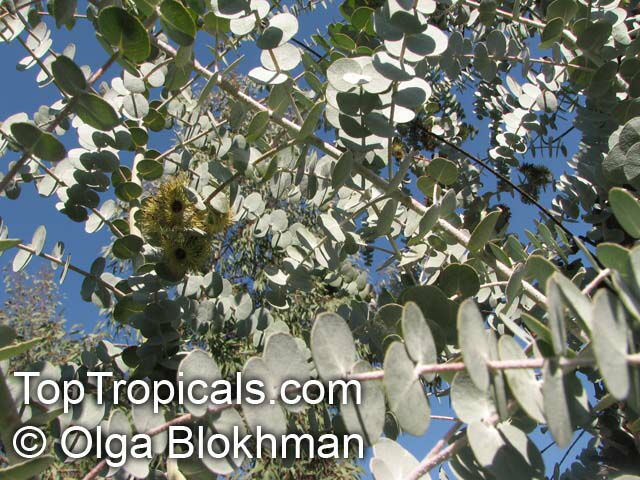 Eucalyptus kruseana, Book-leaf Mallee