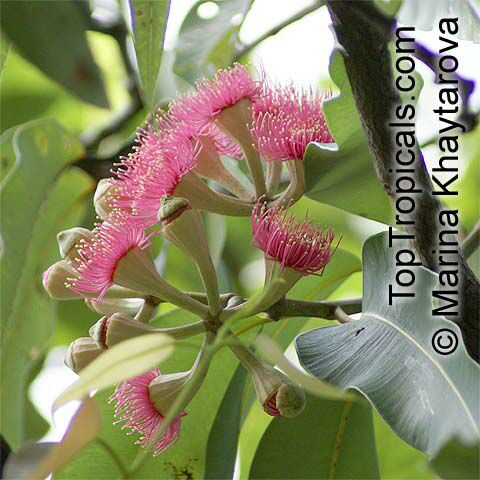 Corymbia ptychocarpa, Eucalyptus ptychocarpa, Swamp Bloodwood, Red Bloodwood, Spring Bloodwood 