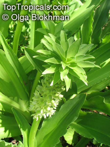 Eucomis autumnalis, Eucomis undulata , Pineapple Lily
