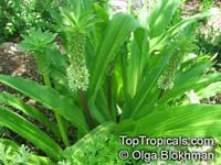 Eucomis autumnalis, Eucomis undulata , Pineapple Lily

Click to see full-size image