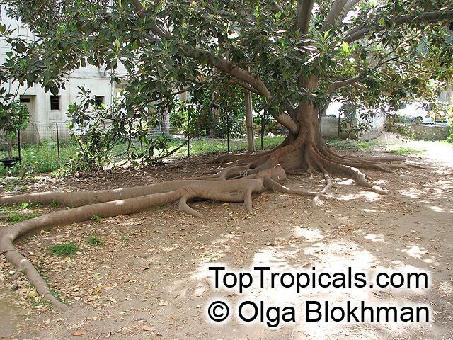 Ficus elastica, Rubber Tree