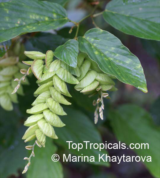 Flemingia strobilifera, Moghania strobilifera, Luck Plant, Wild Hops