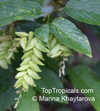 Flemingia strobilifera, Moghania strobilifera, Luck Plant, Wild Hops

Click to see full-size image