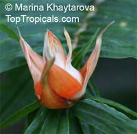 Freycinetia cumingiana, Freycinetia multiflora, Climbing Pandanus, Flowering Pandanus