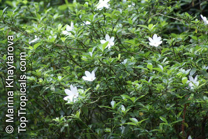 Gardenia scabrella, Star Flower