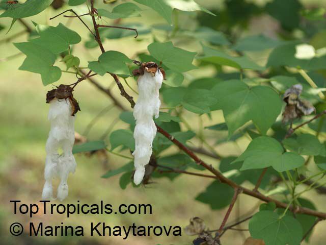Gossypium herbaceum, Cotton, Levant Cotton