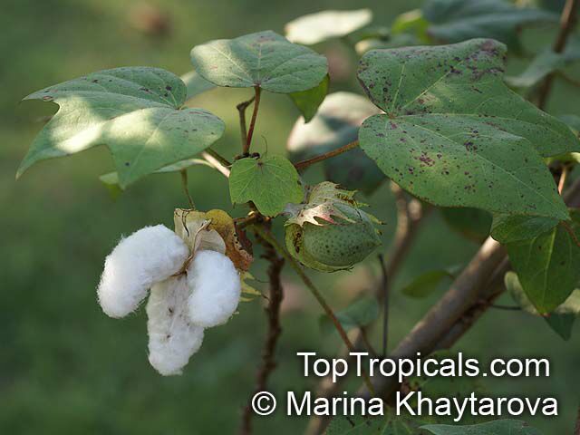 Gossypium hirsutum, Gossypium mexicanum , Upland Cotton, Mexican Cotton