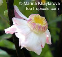 Gustavia gracillima, Heaven Lotus, Narrow-Leaved Gustavia

Click to see full-size image