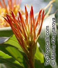 Hedychium longicornutum, Perched Gingerwort

Click to see full-size image