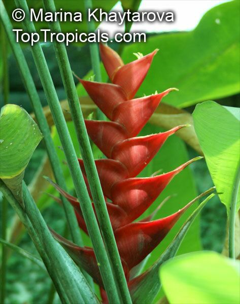 Heliconia sp., Heliconia, Lobster Claw