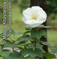 Hibiscus mutabilis, Confederate Rose, Cotton Rose, Common Rose Mallow

Click to see full-size image