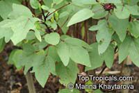 Hibiscus sabdariffa, Karkade, Red sorrel, Red tea, Roselle, Flor de Jamaica, Rosa de Jamaica

Click to see full-size image