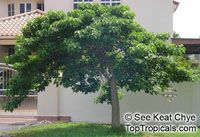 Hura crepitans, Sandbox Tree, Possumwood 

Click to see full-size image