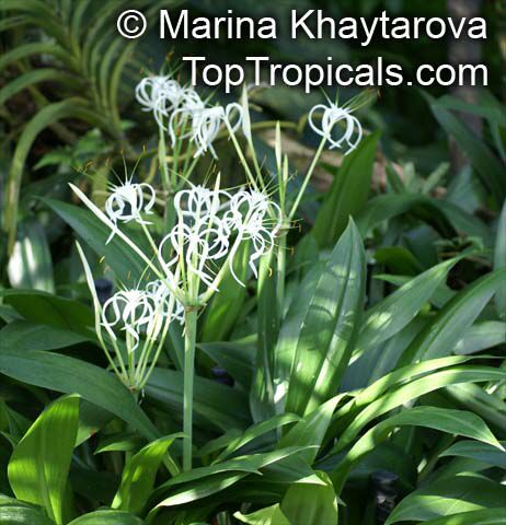 Hymenocallis sp., Spider Lily, Ismene, Sea Daffodil