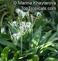 Hymenocallis sp., Spider Lily, Ismene, Sea Daffodil

Click to see full-size image