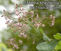 Kleinhovia hospita, Kleinhovia serrata, Grewia meyeniana, Guest Tree,Tan-ag

Click to see full-size image