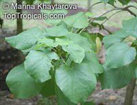 Kleinhovia hospita, Kleinhovia serrata, Grewia meyeniana, Guest Tree,Tan-ag

Click to see full-size image