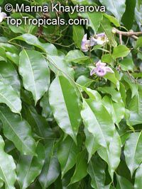 Lecythis pisonis, Monkey Pot, Paradise Nut, Sabucaia Nut

Click to see full-size image