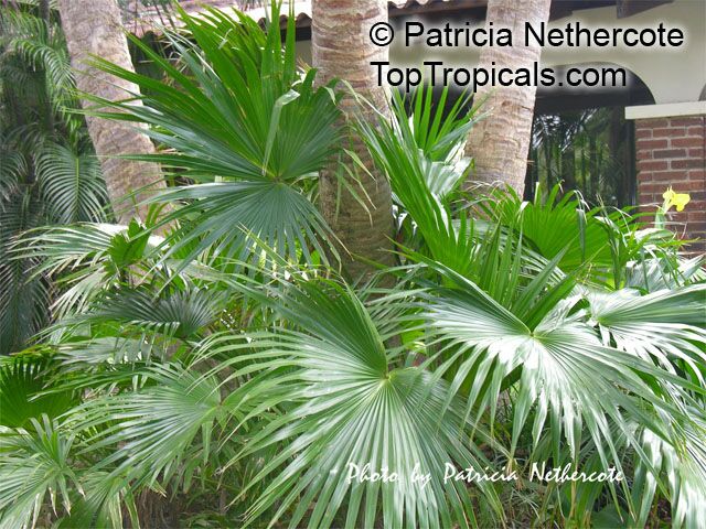 Livistona saribus, Livistona cochinchinensis, Taraw Palm, Serdang