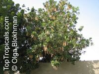 Macadamia integrifolia, Macadamia nut

Click to see full-size image